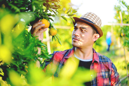 Oranges and Orange Farming Sustainable Agriculture Orange Farmers' Work Orange Cultivation and Orange Harvestingの写真素材