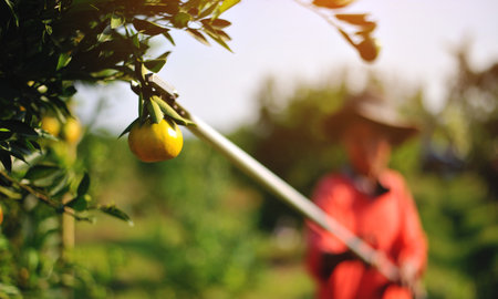 Oranges and Orange Farming Sustainable Agriculture Orange Farmers' Work Orange Cultivation and Orange Harvestingの写真素材