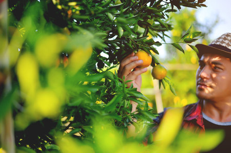 Oranges and Orange Farming Sustainable Agriculture Orange Farmers' Work Orange Cultivation and...