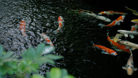Koi fish farming, natural freshwater fish farming and ornamental fish farming, water and fish conservation, and creating a complete ecosystem.の写真素材