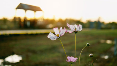 Cosmos flowers bloom in soft sunlight, a beautiful, warm natural light during the rainy season.の写真素材