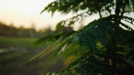 Green leaves and soft sunlight, beautiful warm natural light in the rainy season.の写真素材
