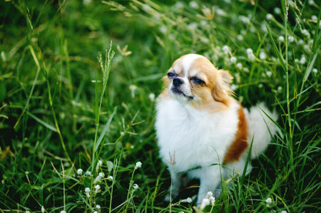 The little Chihuahua looked intently at the lights ahead. The Chihuahua then sat playing in the grass.の写真素材