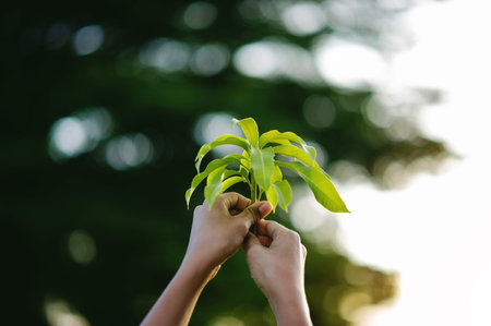Green trees in spring, tree planting, and conservation of the natural environment.の写真素材