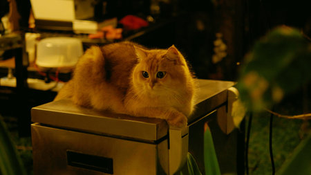 The cute orange cat lives peacefully around the house and happily looks outside.の写真素材