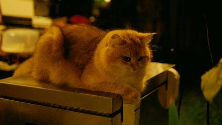 The cute orange cat lives peacefully around the house and happily looks outside.の写真素材