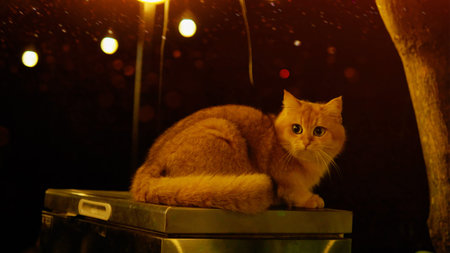 The cute orange cat lives peacefully around the house and happily looks outside.の写真素材