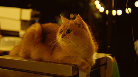 The cute orange cat lives peacefully around the house and happily looks outside.の写真素材