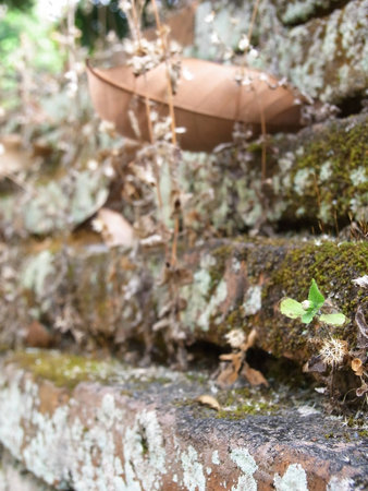 nature in structureの写真素材