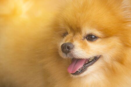 Brown pomeranian dog smiling, Selective focus. Pet concept.の写真素材