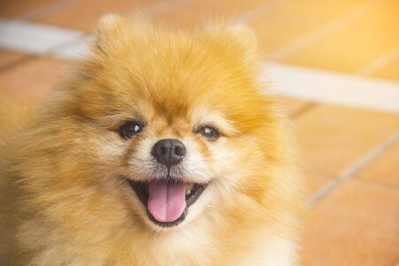 Brown pomeranian dog smiling, Selective focus.Pet concept.の写真素材
