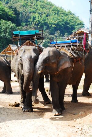 Thai Elephantsの写真素材