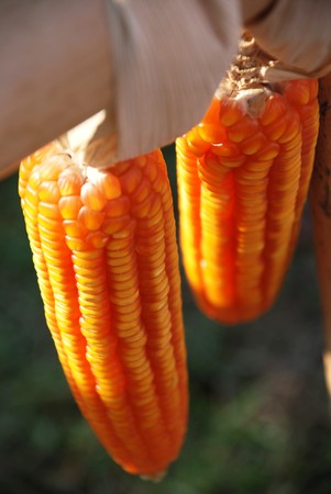 Yellow dry corn, nutritious foodの写真素材