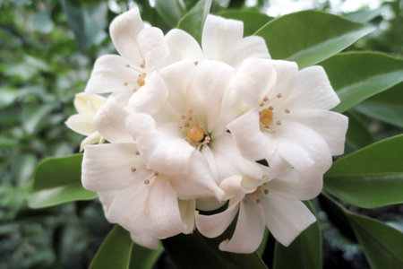 China box tree flower on the nature background.の写真素材