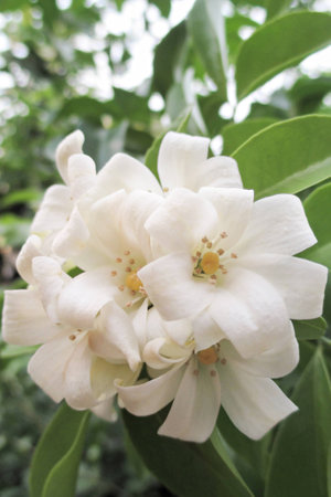 China box tree flower on the nature background.の写真素材