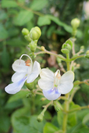 Clerodendrum blue butterfly flower is fully blooming in the blur natural background.の写真素材