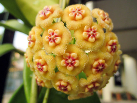 Close-up photo of hoya meliflua, a reddish orange flower in the blur background.の写真素材