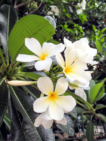 White Plumeria blossom, known as the Laos royal residence flower.の写真素材
