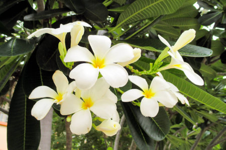 White Plumeria blossom, known as the Laos royal residence flower.の写真素材
