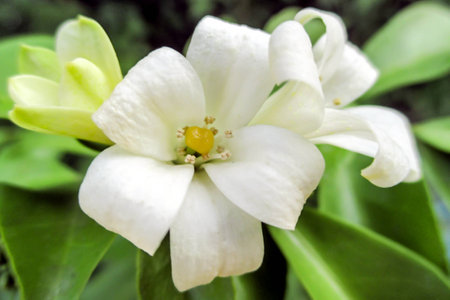 China box tree flower on the blur background.の写真素材