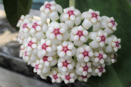 Hoya Pachyclada, the red type, is fully blooming near the fence.の写真素材