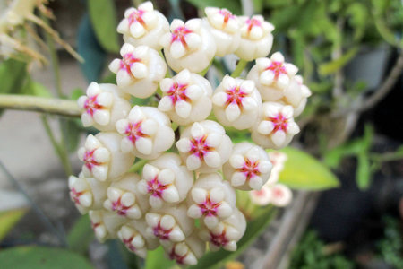 Hoya Pachyclada, the red type, is fully blooming near the fence.の写真素材
