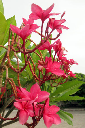 Red Plumeria is blooming in the sunny day on the street side.の写真素材