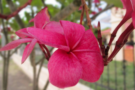 Red Plumeria, close-up photo in the blur background.の写真素材