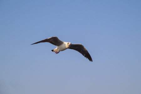 The seagull is flying over the sea against the blue sky.の写真素材