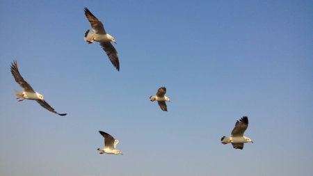 The flock of seagulls are flying over the sea against the blue sky at Bangpu, Samuthprakarn Province, Thailand.の写真素材