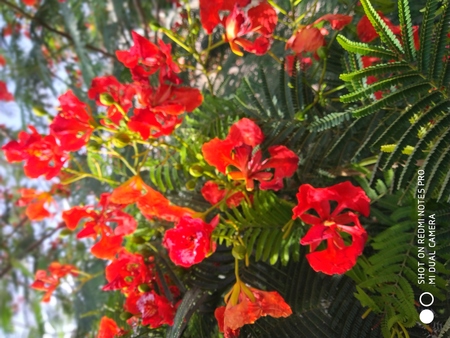 Red flowers nature wallpaper