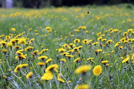 sunny dandelion field  の写真素材