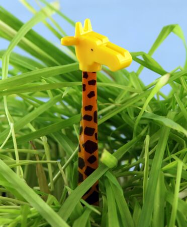 garden giraffe nr2の写真素材