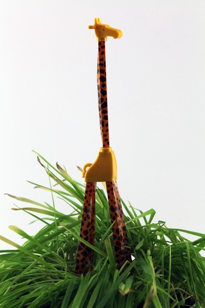 garden giraffe nr3の写真素材