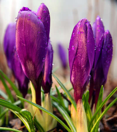 violet crocus の写真素材