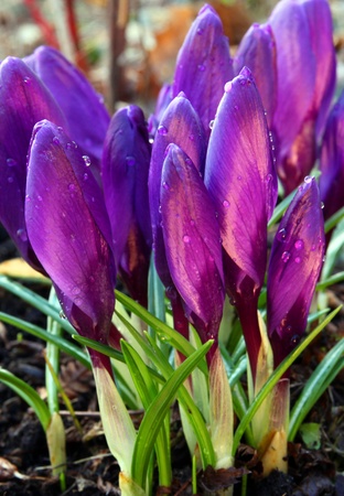 violet crocus の写真素材