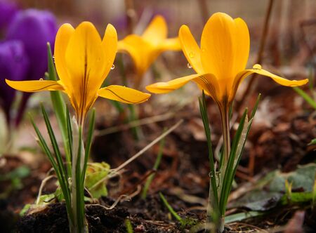 two yellow crocusesの写真素材