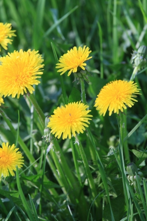 six dandelionsの写真素材