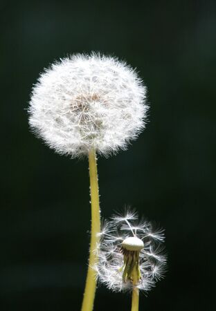 dandelionの写真素材