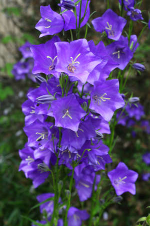 Campanula persicifoliaの写真素材
