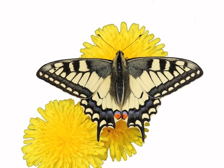 Knight butterflyの写真素材