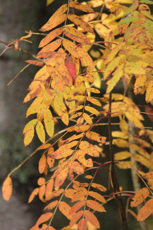 rowan branchの写真素材