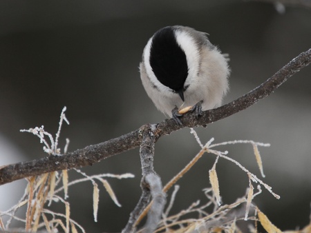 willow tit peck grainの写真素材
