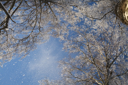 winter birch forest の写真素材