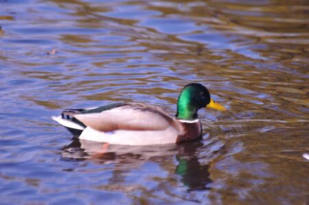 Mallard Duck - Fall Reflectionsの写真素材
