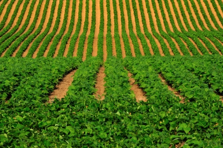 Sculptured Soybean Rows in Wisconsinの写真素材