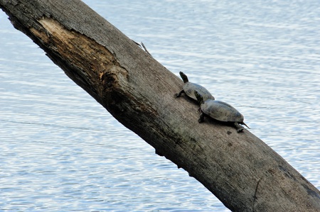 Mud Turtles Sunning on Log Over Wisconsin River Sloughの写真素材