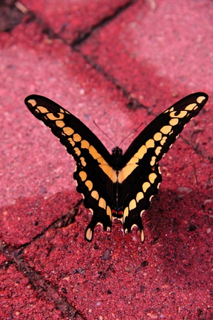 Butterfly - Swallowtailの写真素材