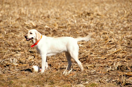 Yellow Labrador - Bowling Winner の写真素材