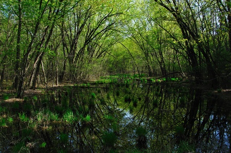 Arched Reflection in Wisconsin